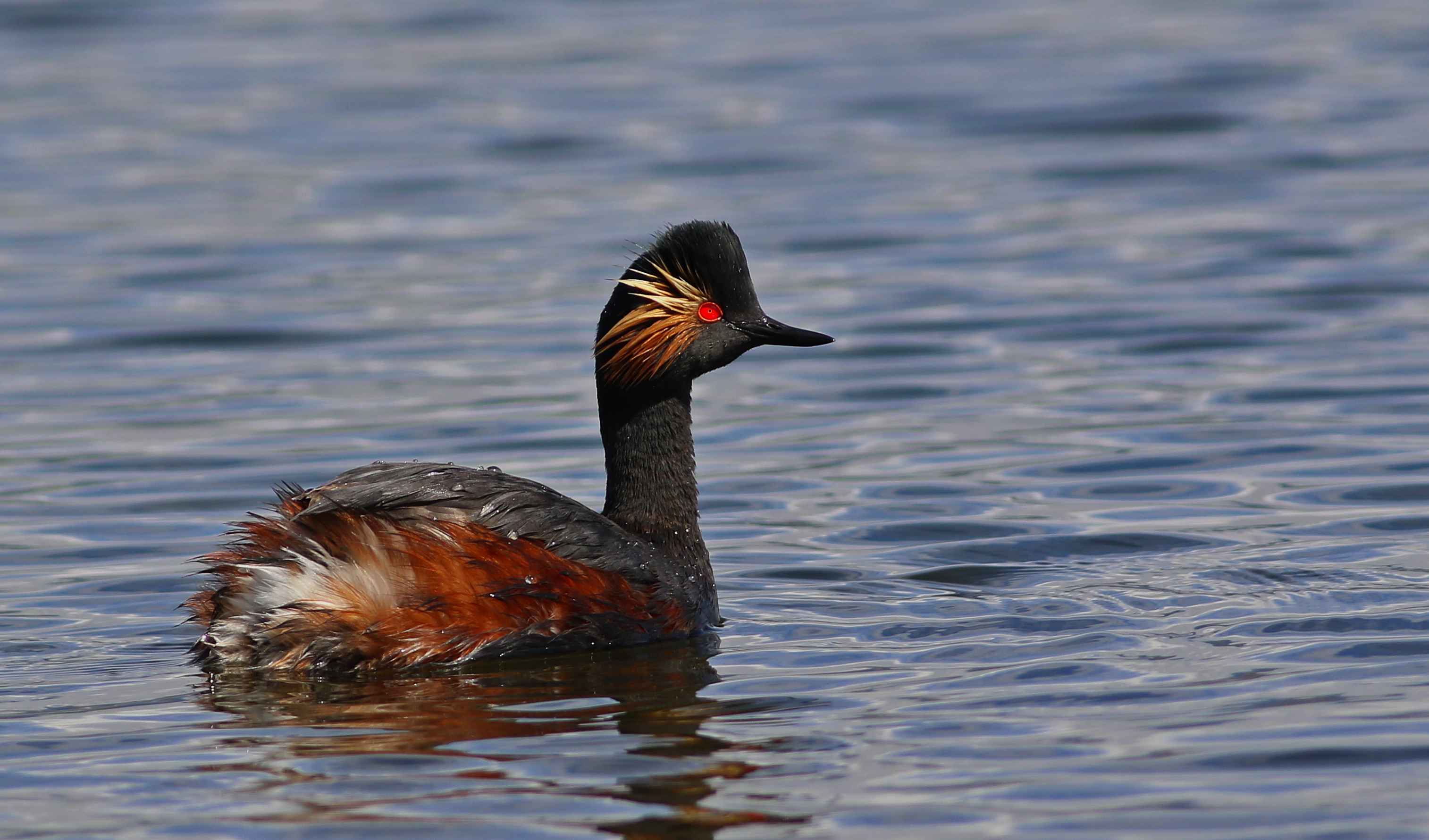 Eared Grebe